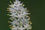 Coastal false asphodel